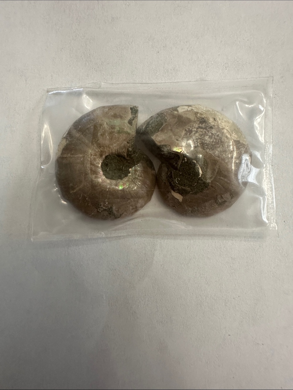 Natural Brown Ammonite Fossil Pair - Home Accents